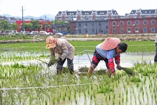 低成本小生意都有哪些（在农村月收入过万的几个小生意）-悠闲副业网