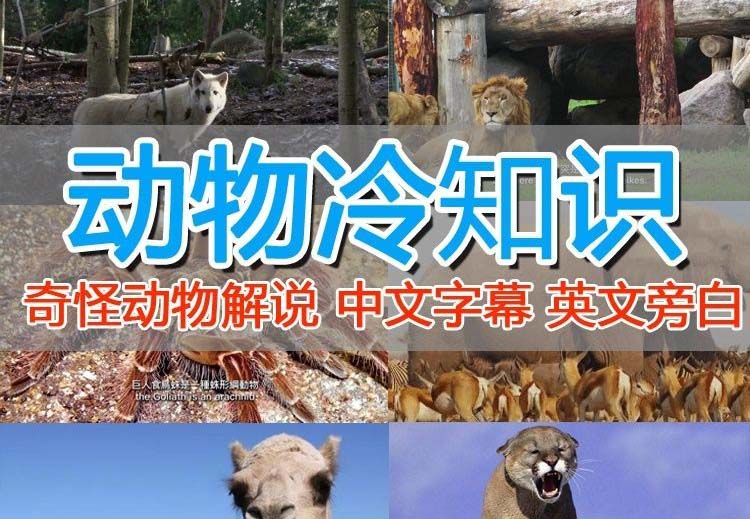 【副业项目6380期】外面卖1699的国外纪录片解说（动物解说、美食、动画片）稳过中视频-悠闲副业网